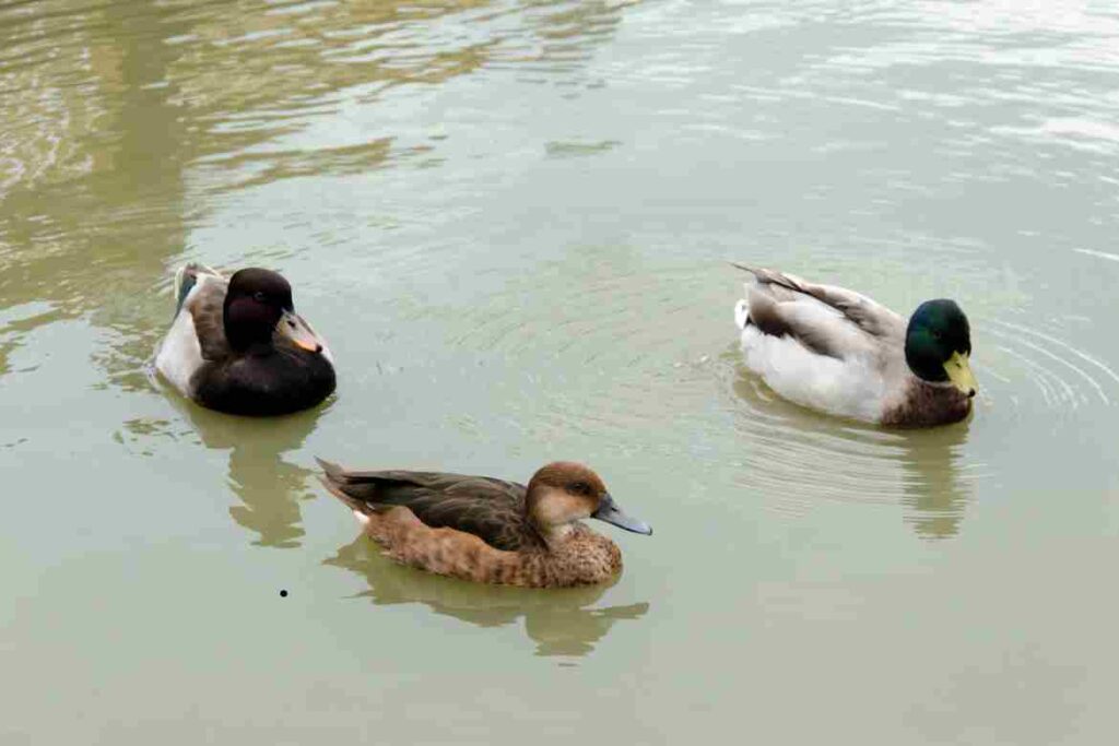 Duck with White Chest