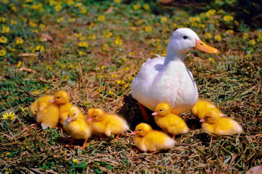 Duck with White Chest