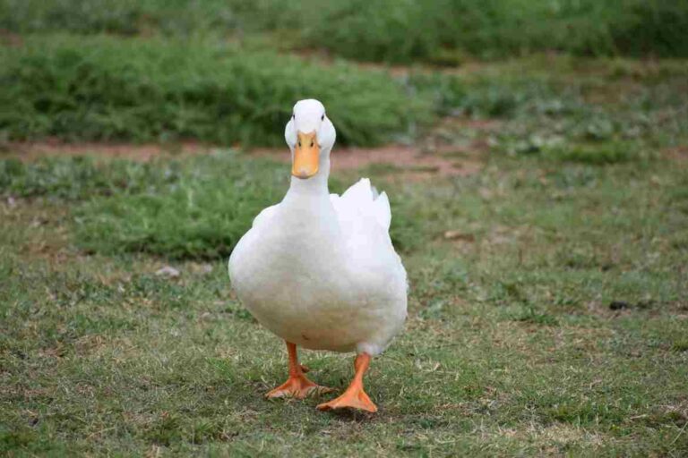 Duck with White Chest