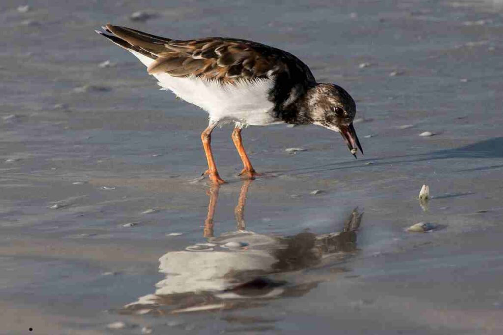 Exploring Local Bird Species: A Glimpse into Avian Diversity