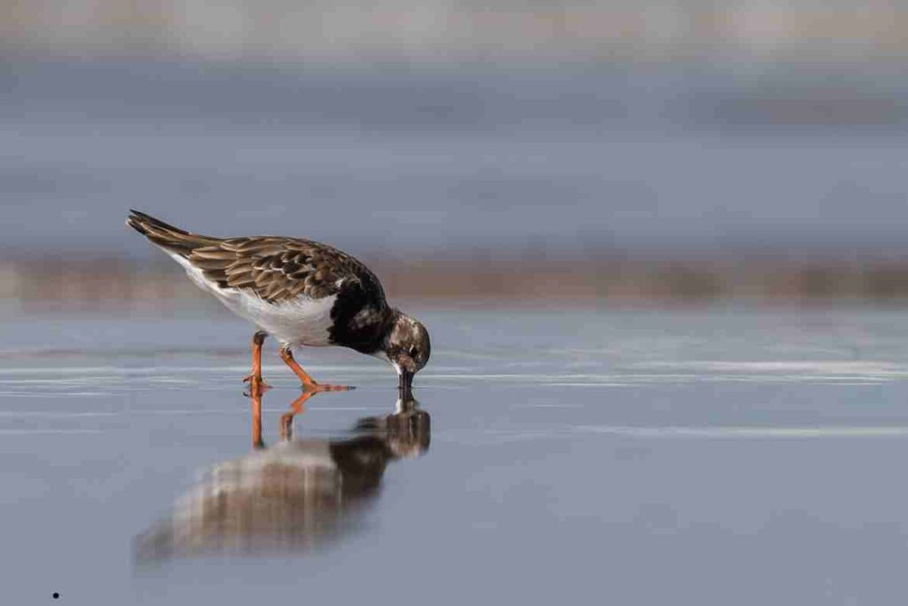 Local Species and Habitats of Birds