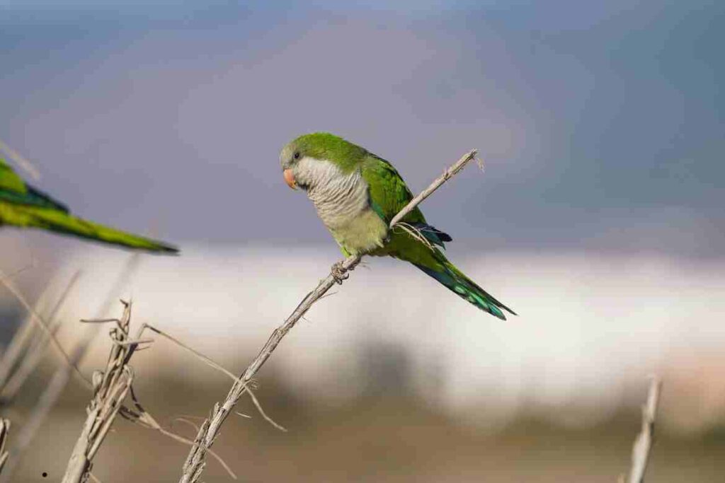 Local Species and Habitats of Birds