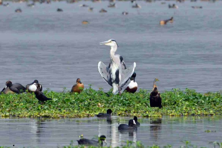 Exploring Local Bird Species: A Glimpse into Avian Diversity