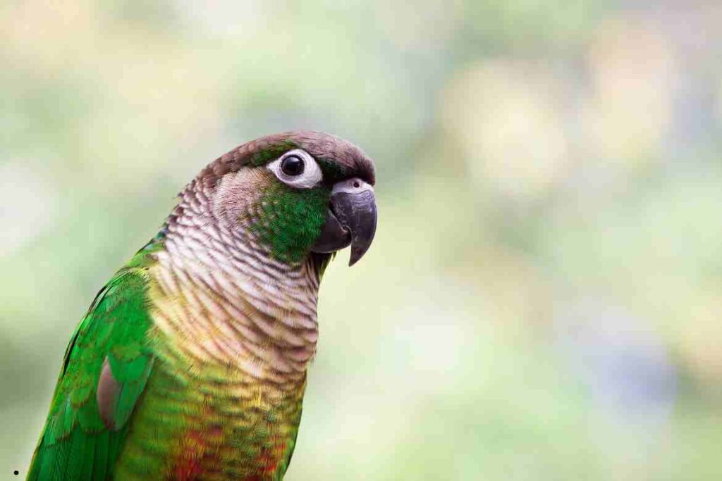 Green Cheeked Parrot Prices