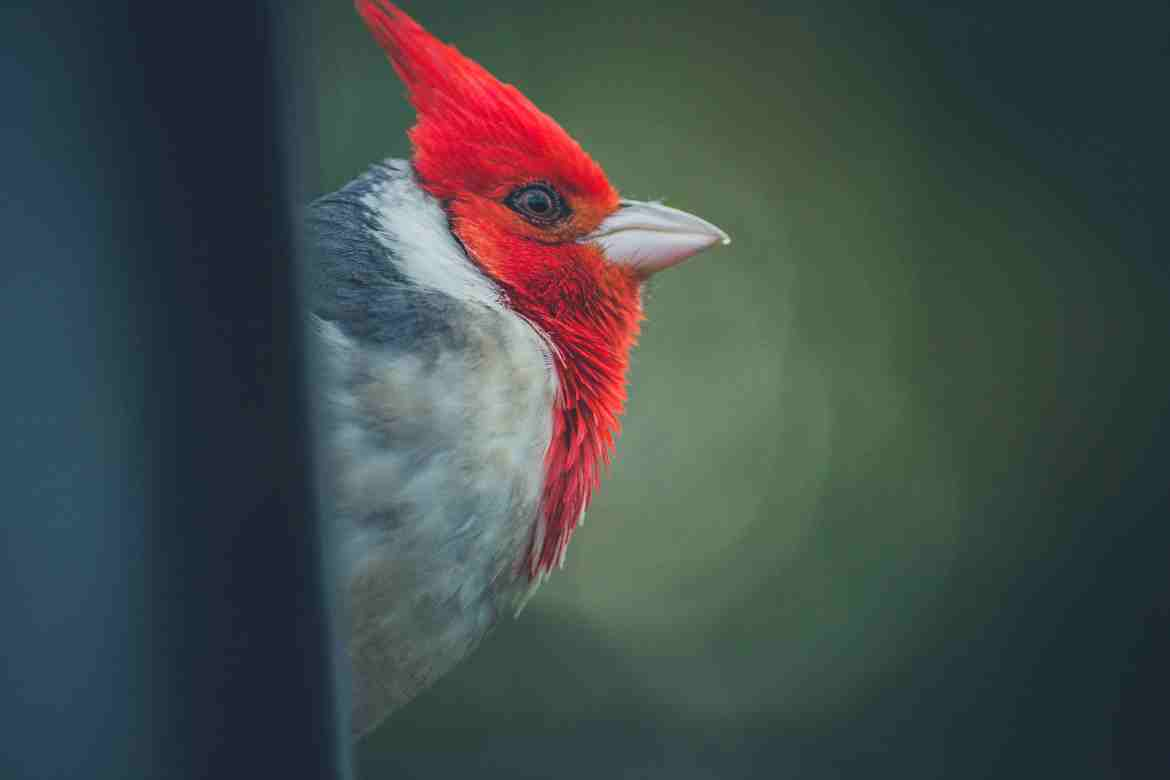 Mexican Red Headed Bird