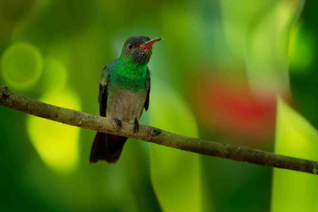 Medium Brown Bird with a Long Beak