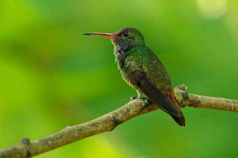 Medium Brown Bird with a Long Beak